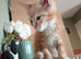 Little ginger tabby/doll face persian