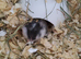 Little babies of dwarf Hamster