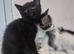 Kittens