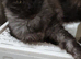 Maine Coon kittens