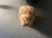 Cockapoo