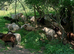 Ouessant sheep for sale