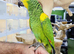 Baby Hand reared Blue fronted amazon available.24