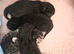 KITTENS FOR SALE