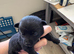 Pups for Sale