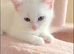 Turkish Angora