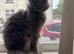 Female Maine coon