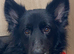 Zips. Older girl looking for forever home