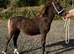 Section D - Colt - 5 Months Old