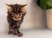 Male kitten for sale