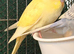 8 week old baby budgies available