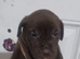 American p bully x presa canario pups