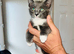 Russian blue kittens