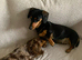 Dachshund female