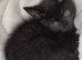 Kitten looking for a home..