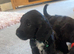 Cockapoo puppy’s