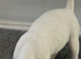 Jack Russell Puppies for Sale