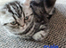Bsh. Kittens looking for home.