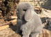 Miniature lop babies true to type