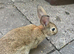 brown rex rabbit