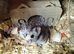 Hamster with Cage