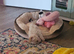Bichon frise