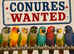 CONURES WANTED - ALL COLOUS
