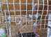Budgies