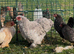 Lavender Pekin Bantam pullet hens for sale