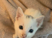maine coon cross kittens