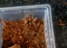 X5 Davus pentaloris tarantula Unsexed