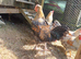 Cockerels 4mth old. Free. Cream legbar.