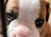 Old Tyme English bulldog cross boxer puppies