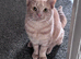 BSH x ginger female looking for her furever home!