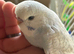 Hand tame baby Budgie