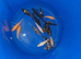 koj carp for sale