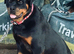 Rottweiler female Looking for home