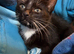 Kittens mixed breed