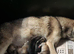 TAMASKAN PUPPIES PEDIGREE, REGISTERED AND EMBARKED
