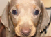 Pedigree miniature Dachshunds smooth