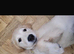 Golden retriever for sale