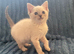Two Ragdoll/Mainecoon Kittens Ready