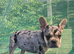 3 French Bulldog puppies left
