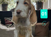Italian Spinone