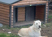 Alabai Puppies (Central Asian Shepherd)
