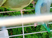 Young parrolets