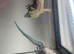 2 standing day geckos