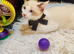 4 cross ragdoll 1 adult 3 kittens