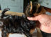 beautiful Yorkshire terrier puppy bitches