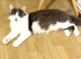 A stunning and very friendly Ragamuffin cat